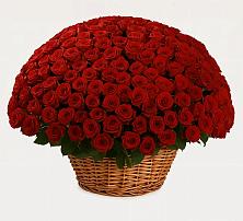 Премиум букет из: Розы #REPLACE_PRED# Красной Яруге
